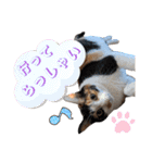 Ko-tzy Vol.4（個別スタンプ：18）