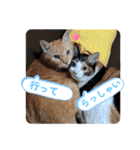 Ko-tzy Vol.4（個別スタンプ：19）