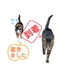 Ko-tzy Vol.4（個別スタンプ：21）