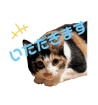 Ko-tzy Vol.4（個別スタンプ：24）