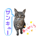 Ko-tzy Vol.4（個別スタンプ：27）