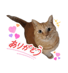 Ko-tzy Vol.4（個別スタンプ：29）