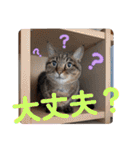 Ko-tzy Vol.4（個別スタンプ：32）