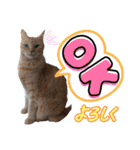 Ko-tzy Vol.4（個別スタンプ：34）