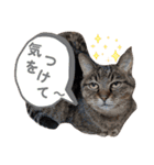 Ko-tzy Vol.4（個別スタンプ：35）