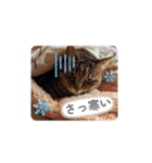 Ko-tzy Vol.4（個別スタンプ：38）