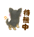 毎日使えるデカ文字♡チワワ（個別スタンプ：3）