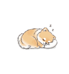ポメラニアン（日常使い）（個別スタンプ：2）