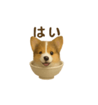 お茶碗犬 おちゃわんわん コリー（個別スタンプ：4）