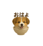お茶碗犬 おちゃわんわん コリー（個別スタンプ：5）