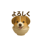 お茶碗犬 おちゃわんわん コリー（個別スタンプ：12）