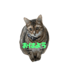 なかよし3にゃんず(あいさつ)（個別スタンプ：2）