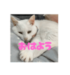 なかよし3にゃんず(あいさつ)（個別スタンプ：3）