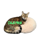 なかよし3にゃんず(あいさつ)（個別スタンプ：5）