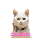 なかよし3にゃんず(あいさつ)（個別スタンプ：9）