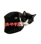 なかよし3にゃんず(あいさつ)（個別スタンプ：10）