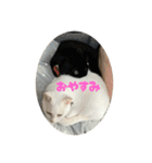 なかよし3にゃんず(あいさつ)（個別スタンプ：12）