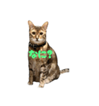 なかよし3にゃんず(あいさつ)（個別スタンプ：14）
