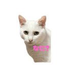 なかよし3にゃんず(あいさつ)（個別スタンプ：15）