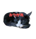 なかよし3にゃんず(あいさつ)（個別スタンプ：16）