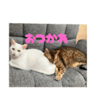 なかよし3にゃんず(あいさつ)（個別スタンプ：17）