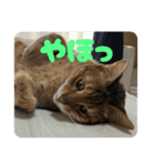 なかよし3にゃんず(あいさつ)（個別スタンプ：19）