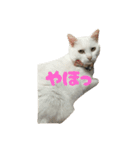 なかよし3にゃんず(あいさつ)（個別スタンプ：20）