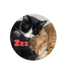 なかよし3にゃんず(あいさつ)（個別スタンプ：21）