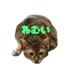 なかよし3にゃんず(あいさつ)（個別スタンプ：28）