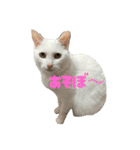 なかよし3にゃんず(あいさつ)（個別スタンプ：29）