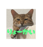 なかよし3にゃんず(あいさつ)（個別スタンプ：31）