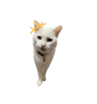 なかよし3にゃんず(あいさつ)（個別スタンプ：32）