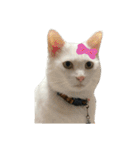 なかよし3にゃんず(あいさつ)（個別スタンプ：36）