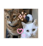 なかよし3にゃんず(あいさつ)（個別スタンプ：40）
