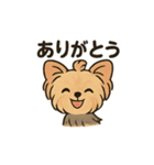 愛らしいヨークシャテリア（個別スタンプ：3）