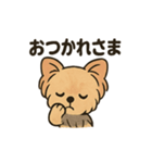 愛らしいヨークシャテリア（個別スタンプ：7）