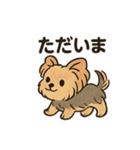 愛らしいヨークシャテリア（個別スタンプ：8）