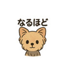 愛らしいヨークシャテリア（個別スタンプ：17）