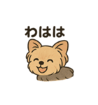 愛らしいヨークシャテリア（個別スタンプ：19）