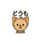 愛らしいヨークシャテリア（個別スタンプ：26）