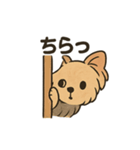 愛らしいヨークシャテリア（個別スタンプ：39）