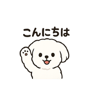 ゆるふわマルチーズのスタンプ（個別スタンプ：1）