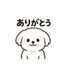 ゆるふわマルチーズのスタンプ（個別スタンプ：2）