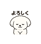 ゆるふわマルチーズのスタンプ（個別スタンプ：3）