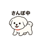 ゆるふわマルチーズのスタンプ（個別スタンプ：4）