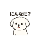 ゆるふわマルチーズのスタンプ（個別スタンプ：5）