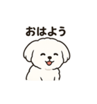 ゆるふわマルチーズのスタンプ（個別スタンプ：6）
