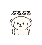 ゆるふわマルチーズのスタンプ（個別スタンプ：9）