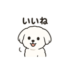 ゆるふわマルチーズのスタンプ（個別スタンプ：13）