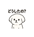 ゆるふわマルチーズのスタンプ（個別スタンプ：15）